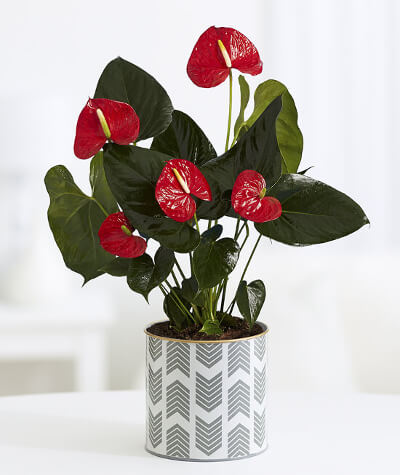 Antúrio (Anthurium Scherzerianum)