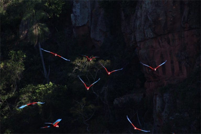 Araras silvestres voando em Bonito-MS - Campanha Momentos Inesquecíveis - Bartz Móveis Planejados