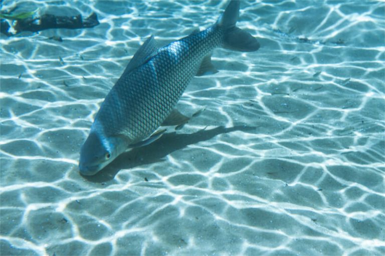 Foto do peixe no fundo rio em Bonito-MS - Campanha Momentos Inesquecíveis - Bartz Móveis Planejados