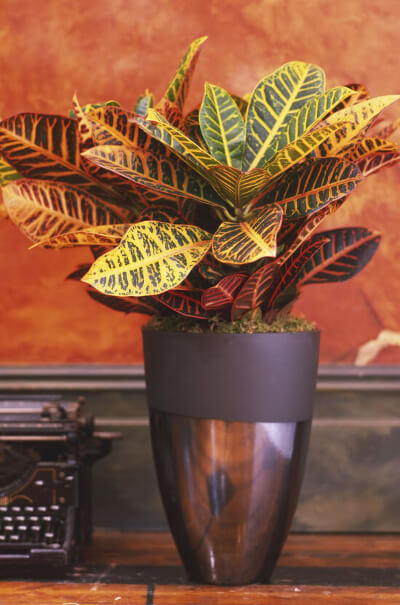 Cróton (Codiaeum variegatum). Foto: Jeremy Hopley em Getty Images