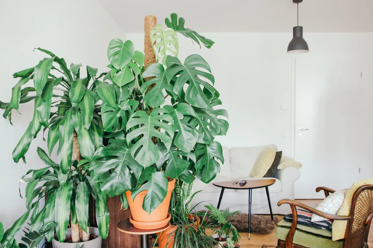 espaço com várias plantas em vasos