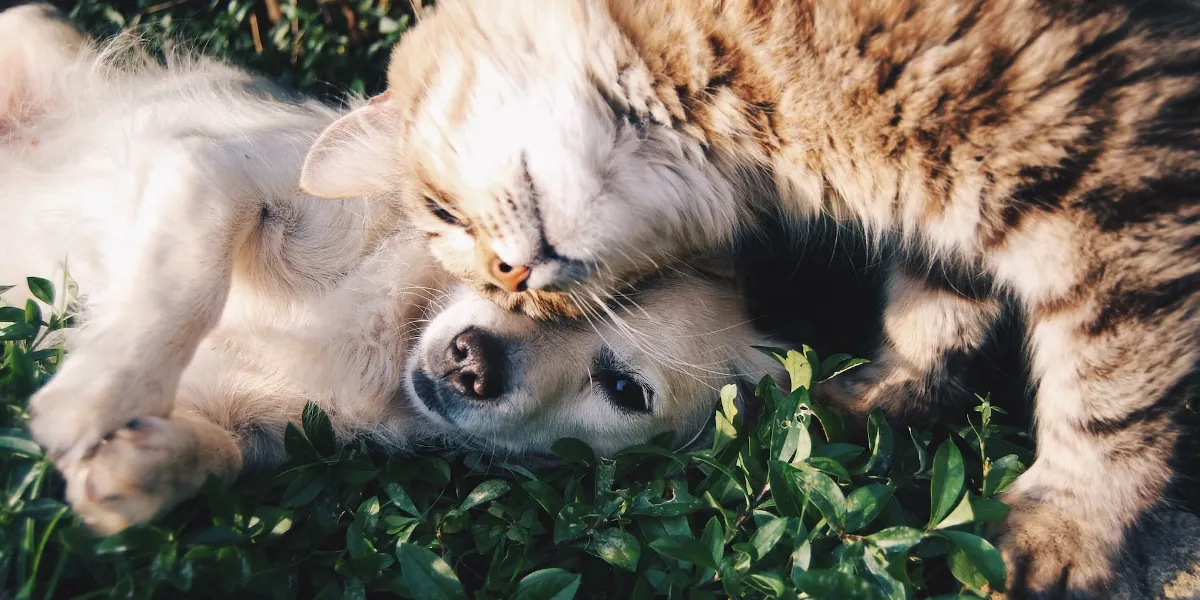 Cão branco e gato cinza se abraçando na grama