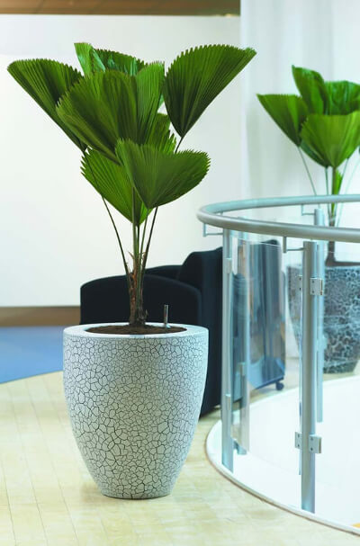 Palmeira-leque (Licuala grandis)